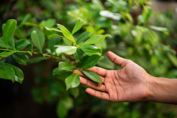 Best Tree Risk Assessment  in Jacksonville, FL